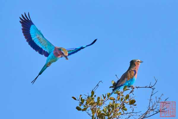 051223-bird_15