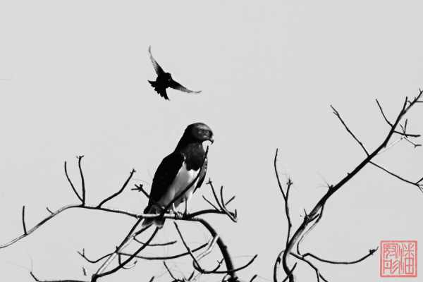 051223-bird_17
