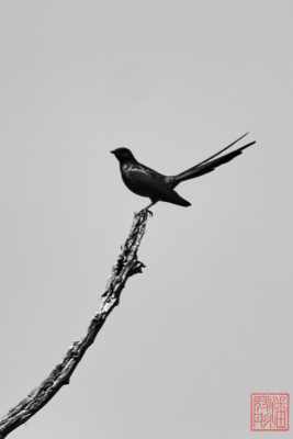 051223-bird_18