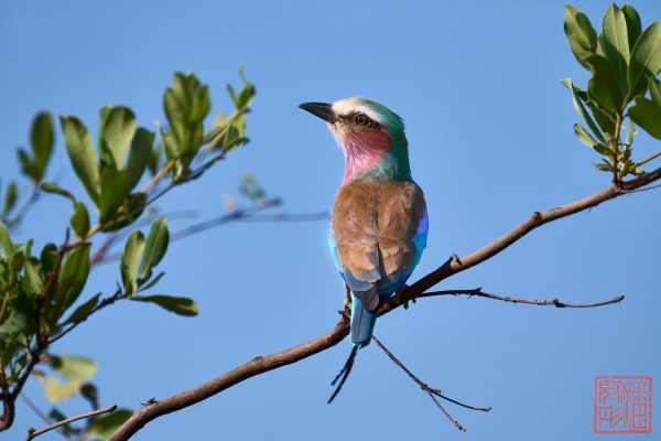 051223-bird_22