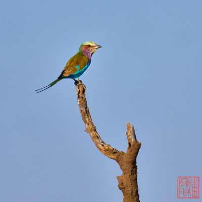 051223-bird_24