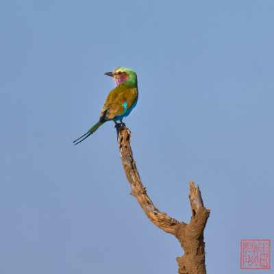 051223-bird_25