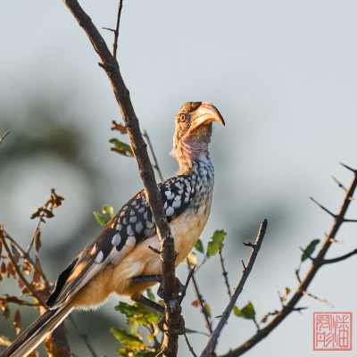 051223-bird_26