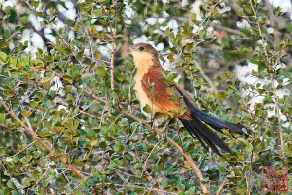051223-bird_27