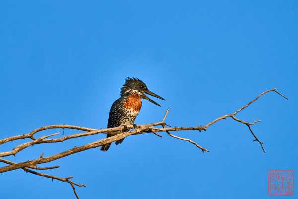 051323-bird_02
