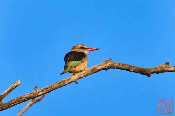 051323-bird_04