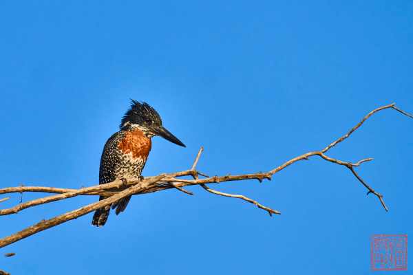 051323-bird_05