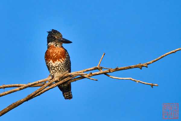 051323-bird_06