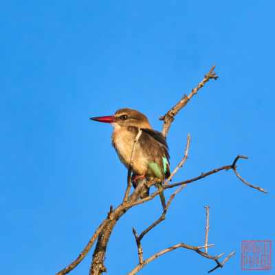 051323-bird_07