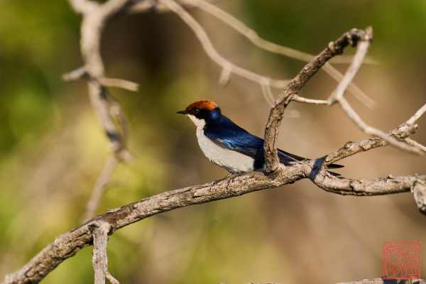 051323-bird_09