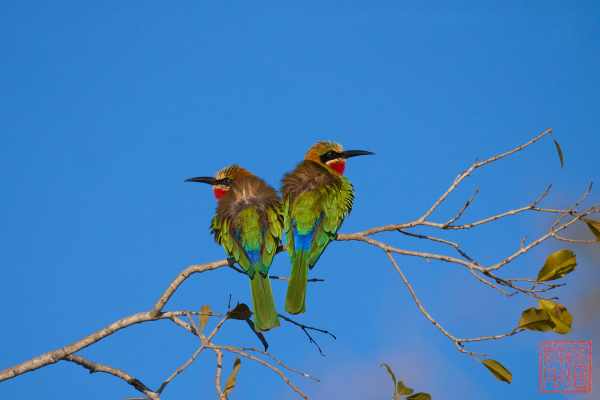 051323-bird_10