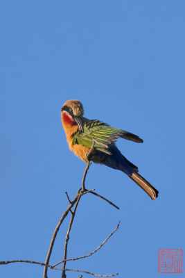 051323-bird_11