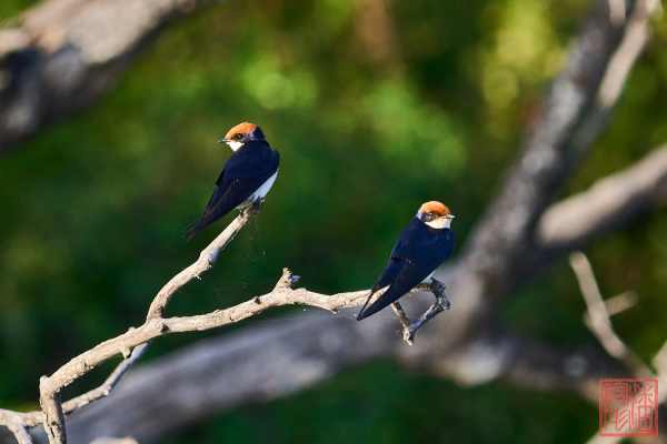 051323-bird_12