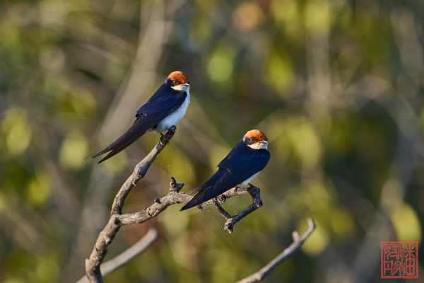 051323-bird_13