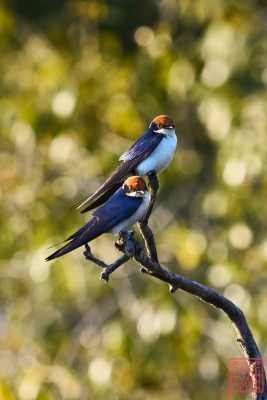 051323-bird_14