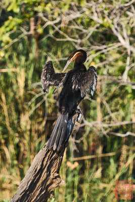 051323-bird_15