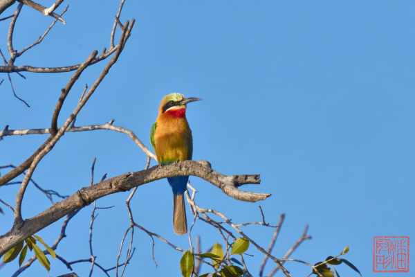 051323-bird_16