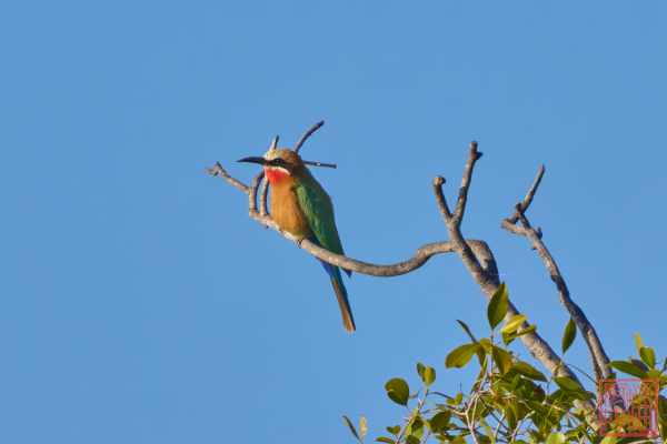051323-bird_17