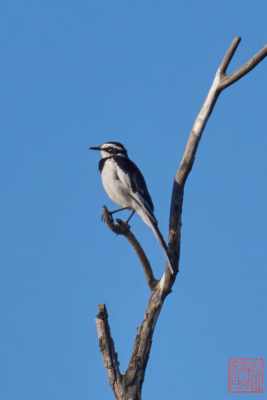 051323-bird_18