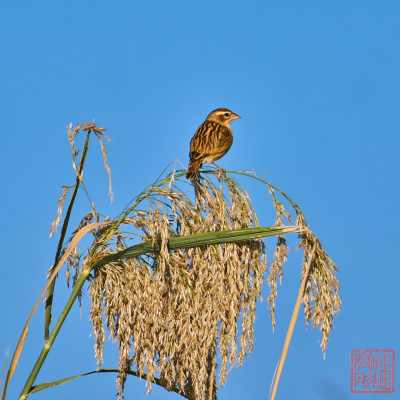 051323-bird_19