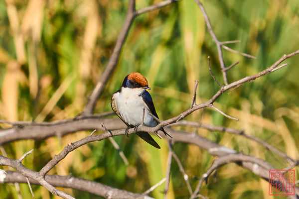 051323-bird_20
