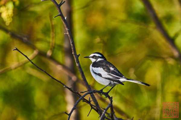 051323-bird_21
