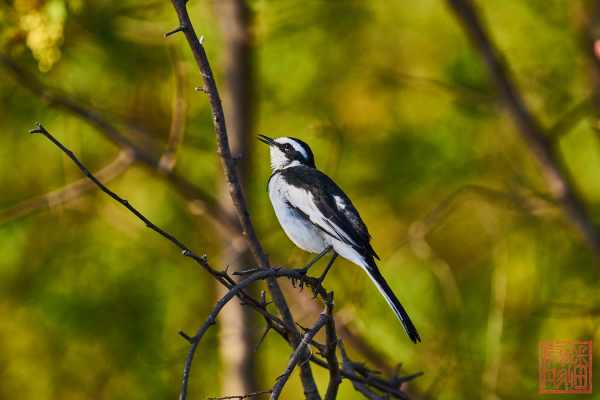 051323-bird_22