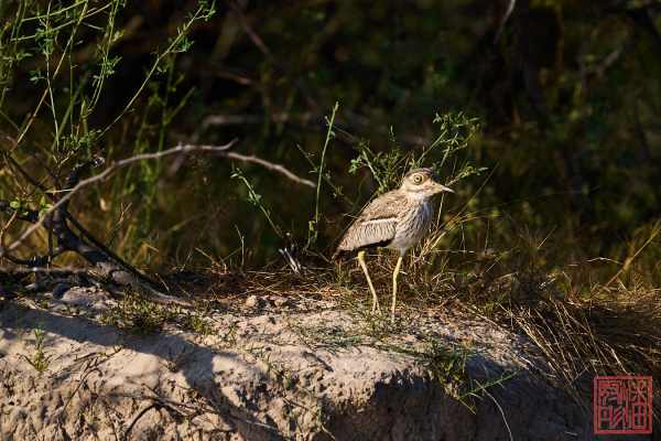 051323-bird_23