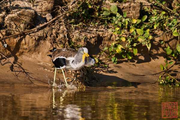 051323-bird_24