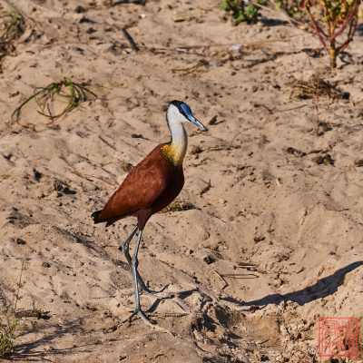 051323-bird_25