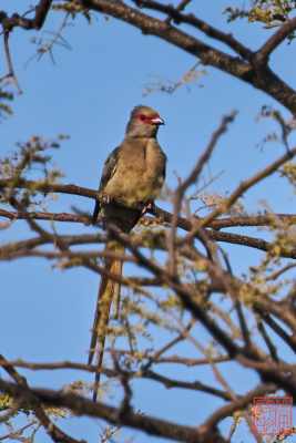 051323-bird_26