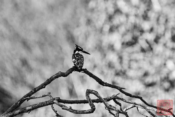 051323-bird_27