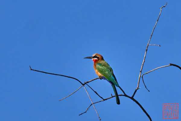 051323-bird_28