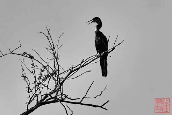 051323-bird_29