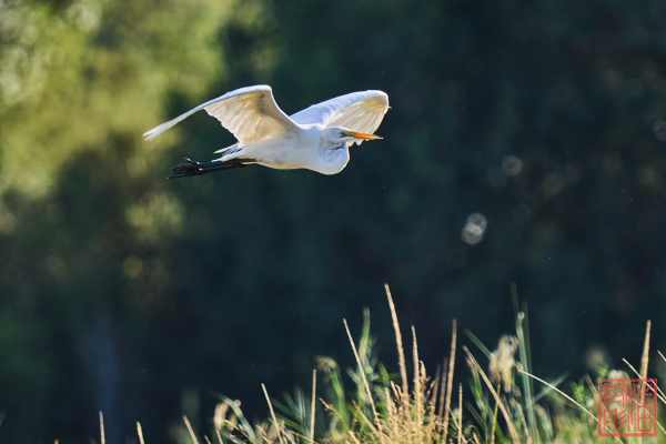 051323-bird_30
