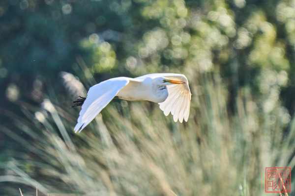 051323-bird_31