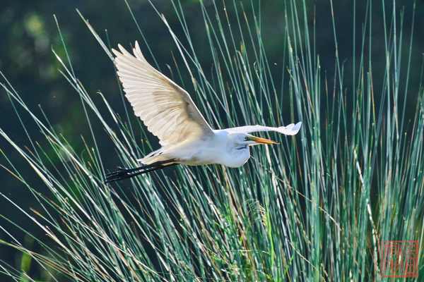 051323-bird_32