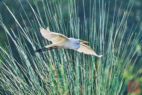 051323-bird_33