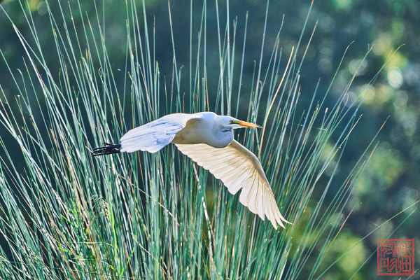 051323-bird_34