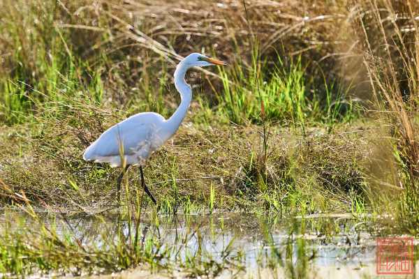 051323-bird_35