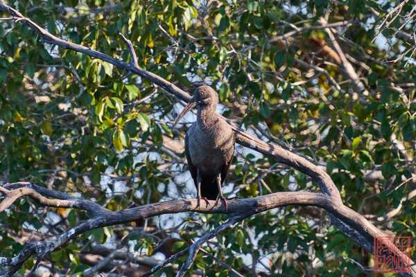 051323-bird_36