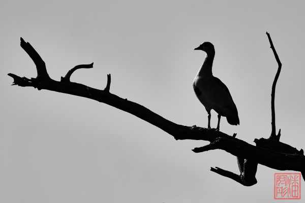 051323-bird_37