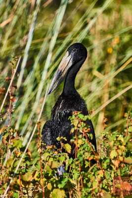 051323-bird_38