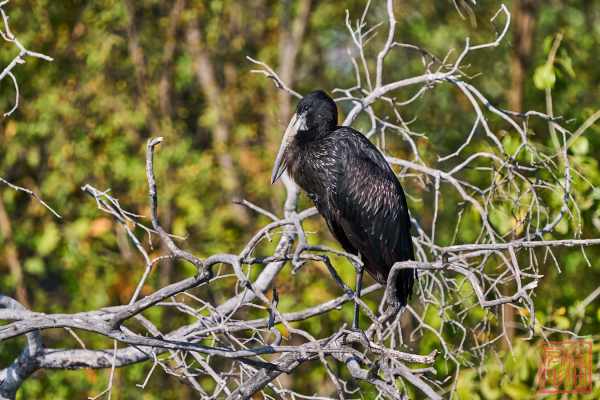 051323-bird_39