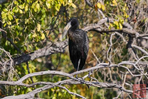 051323-bird_40