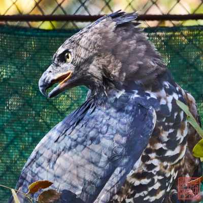 051623-bird_01