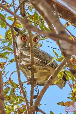 051623-bird_02
