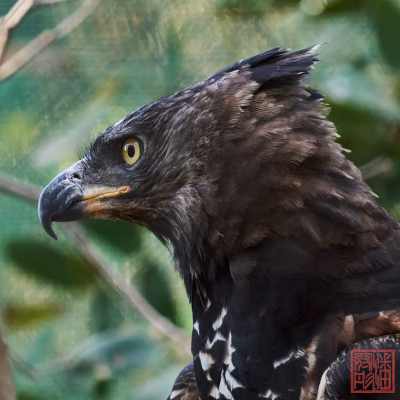 051623-bird_05