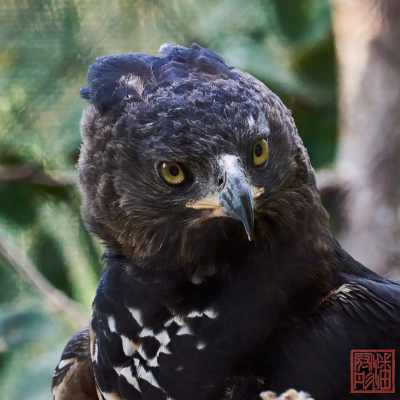 051623-bird_06