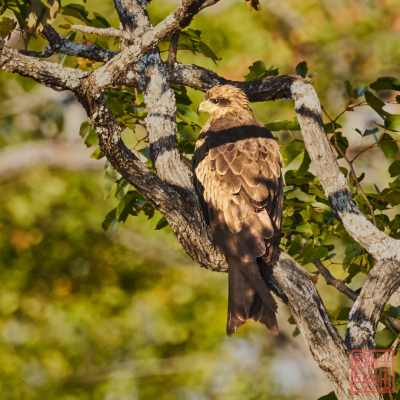 051723-bird_01
